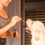 cbd für hunde